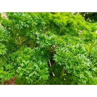 Parsley