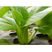 Bok Choy Bok Choy