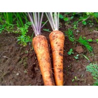 Carrot Carrot