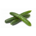 Kyuri Japanese Cucumber