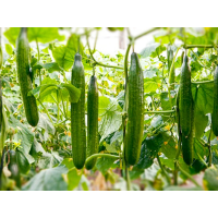 Kyuri Japanese Cucumber