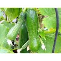 Cucumber