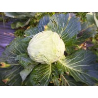 Green Cabbage