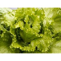 Iceberg Lettuce