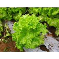 Lettuce