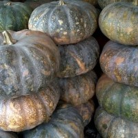 Machete Pumpkin 1.5