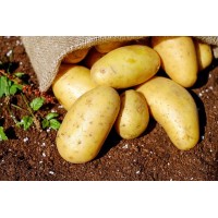 Potato Potato