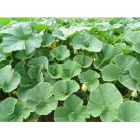 Siam Pumpkin Leaves