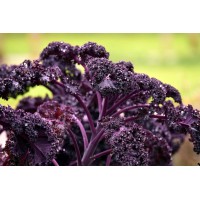 Red Russian Kale