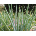 Scallion