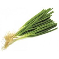 Scallion