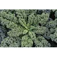 Siberian Kale