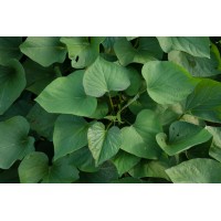 Sweet Potato Leaf