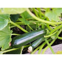 Zucchini - large
